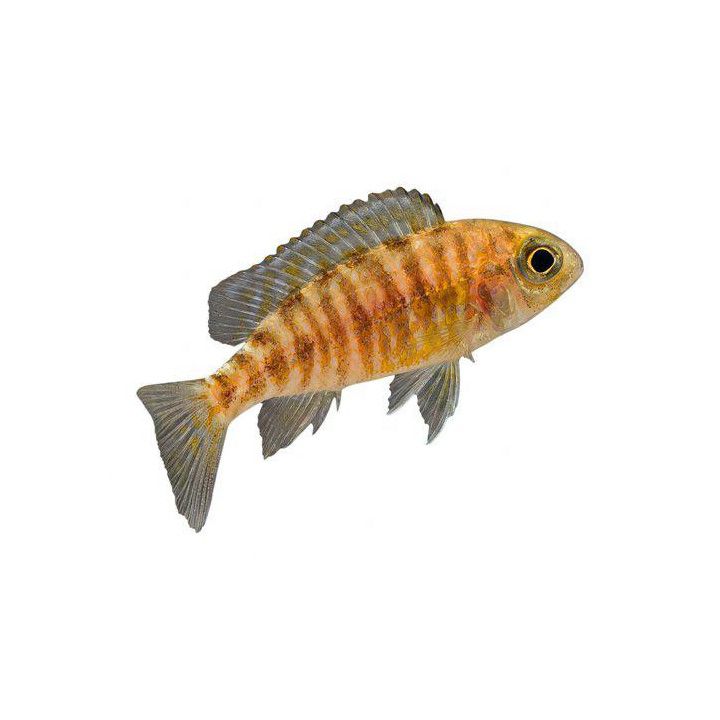 Keisariahven blue neon 4-6 cm -