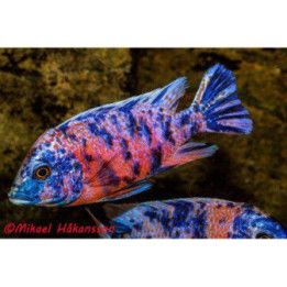 Aulonocara sp. OB 4-6 cm