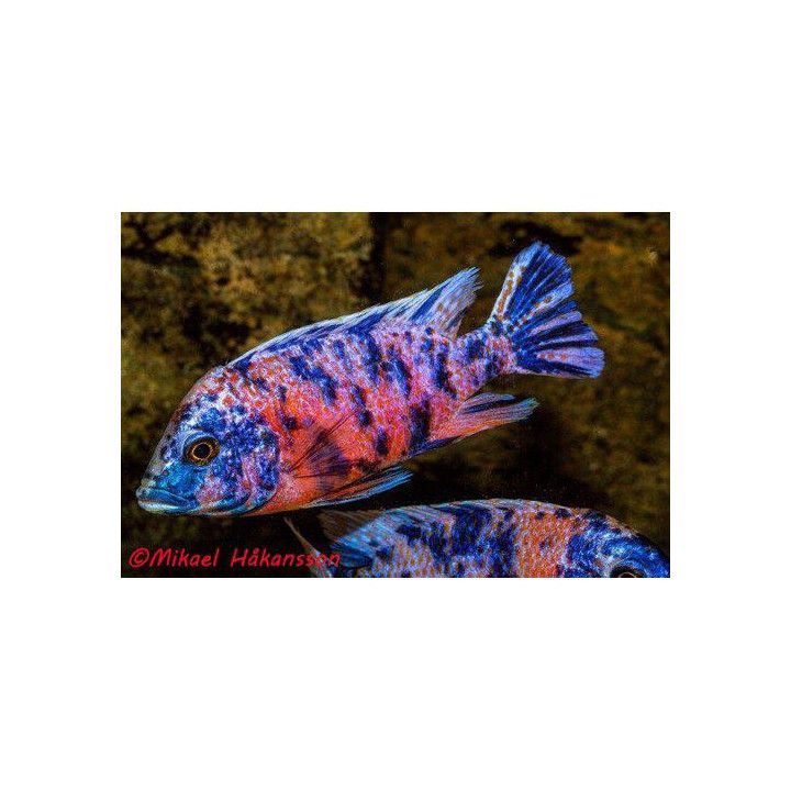 Aulonocara sp. OB 4-6 cm