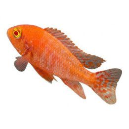 Aulonocara sp. 'fire fish'