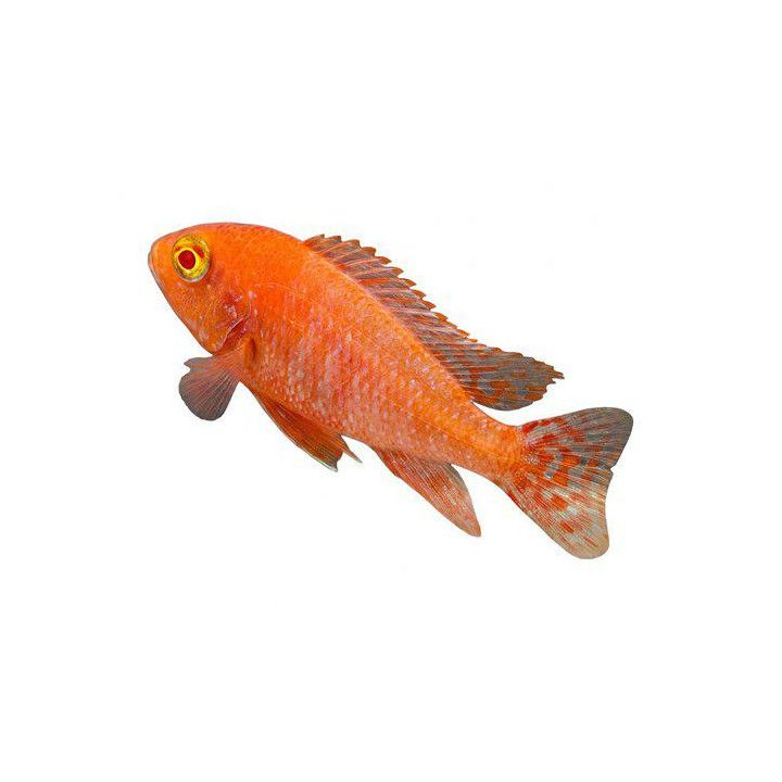 Aulonocara sp. 'fire fish'