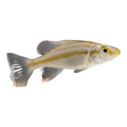 Dimidiochromis compressiceps 4-6 cm