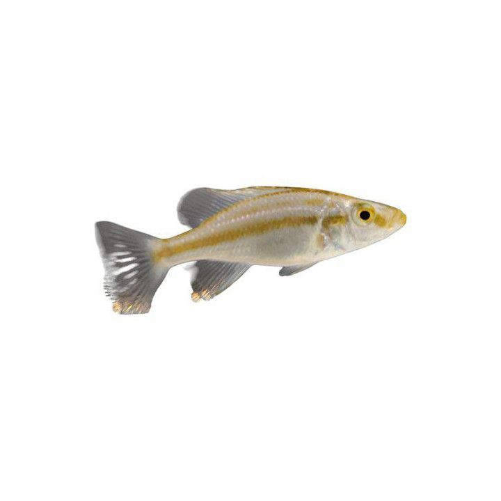 Dimidiochromis compressiceps 4-6 cm