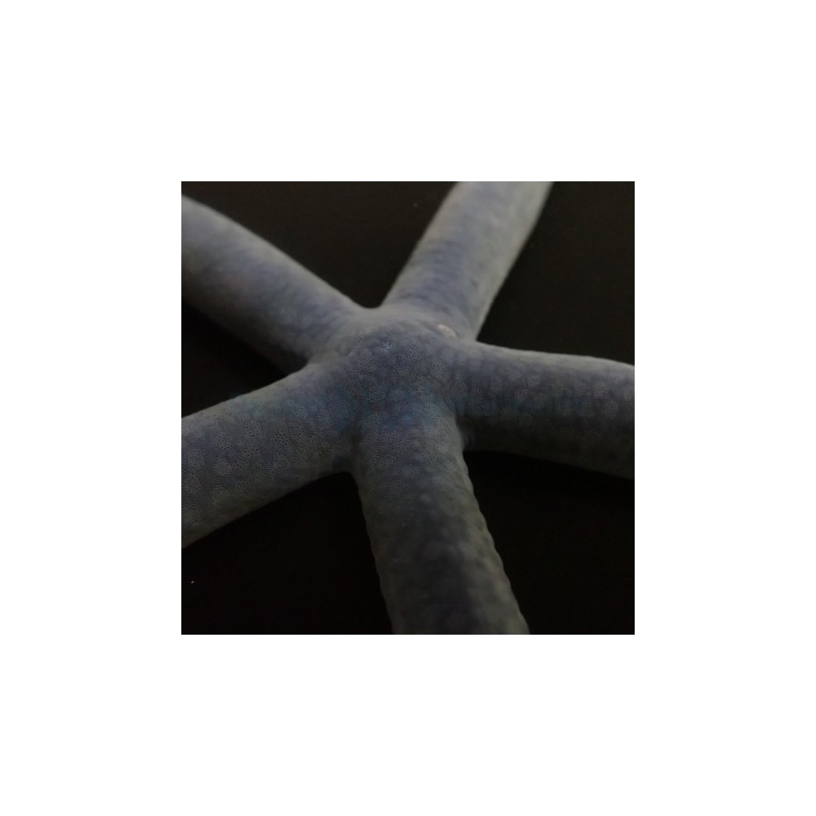 Linckia laevigata – Blue Finger Starfish | Näyttävä reef safe -meritähti
