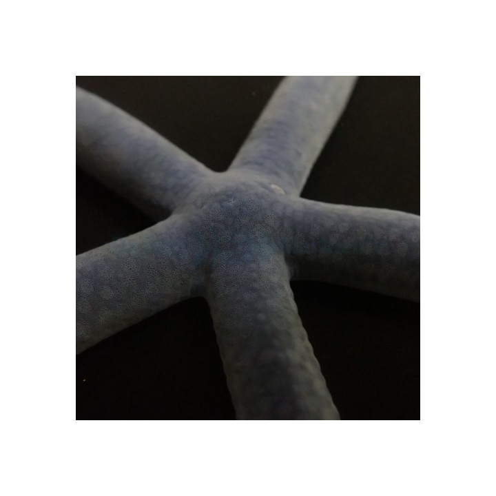 Linckia laevigata – Blue Finger Starfish | Näyttävä reef safe -meritähti