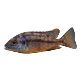 Malawi ciklidi hinderi 4-6 cm -