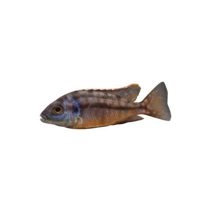 Protomelas taeniolat Malawi ciklidi hinderi 4-6 cm