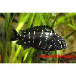 Vyökeisari Tropheus duboisi masawa 3-4 cm