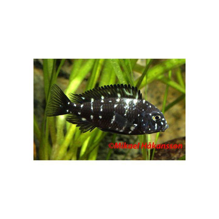 Tropheus duboisi White-Spotted Cichlid masawa 3-4 cm