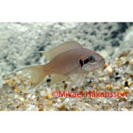 Neolamprologus brichardi prinsessan av burundi
