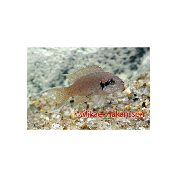Neolamprologus brichardi prinsessan av burundi