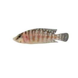 Altolamprologus calvus 3-4 cm