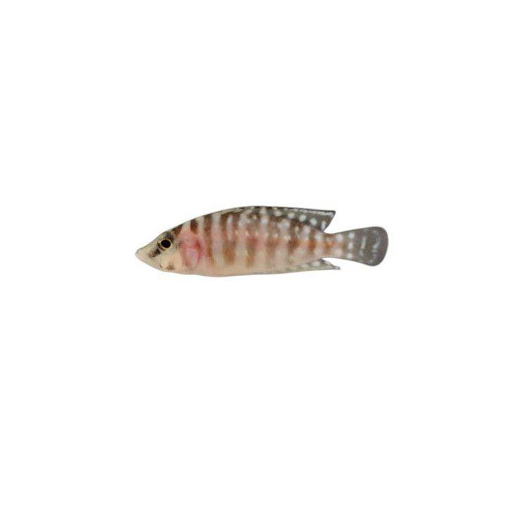 Altolamprologus calvus 3-4 cm
