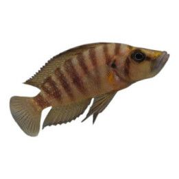 Altolamprologus compressiceps 3-5 cm