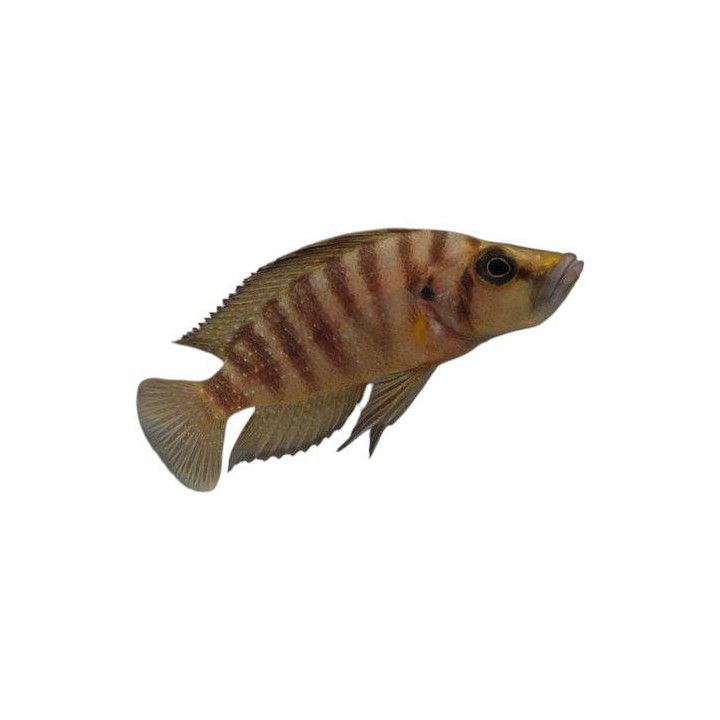Tanganyika ciklidi compressiceps 3-5 cm -