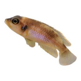 Keltakotiloahven Lamprologus ocellatus  gold 2-3 cm