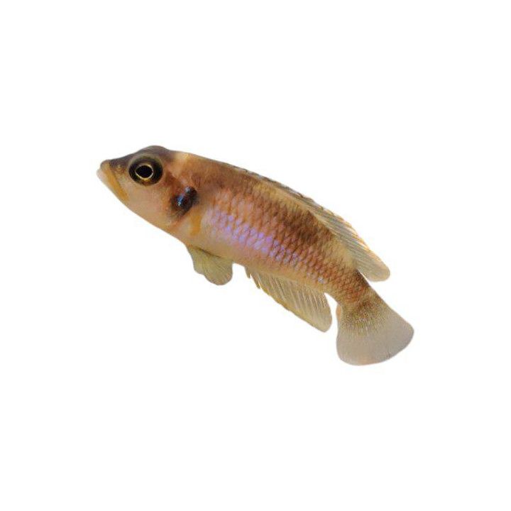 Keltakotiloahven Lamprologus ocellatus  gold 2-3 cm