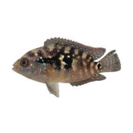 Helmikirjoahven 3-5 cm Rocio octofasciatum