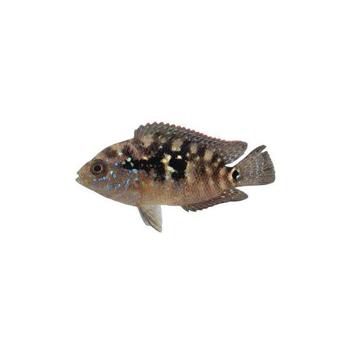 Jack Dempseyciklid 3-5CM Rocio octofasciatum