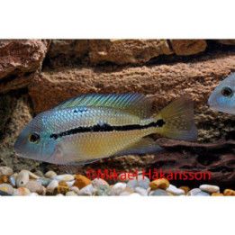 Nicaragua Cichlid 3-4 cm Hypsophrys nicaraguensis