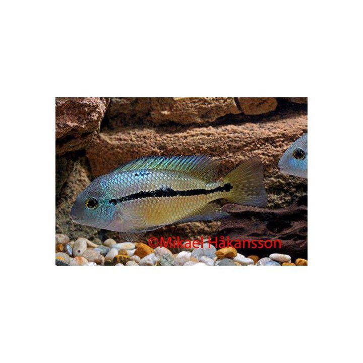 Turkoosikirjoahven 3-4 cm Hypsophrys nicaraguensis