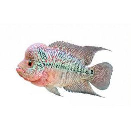 Flowerhorn Blå 8-9CM Cichlasoma sp.