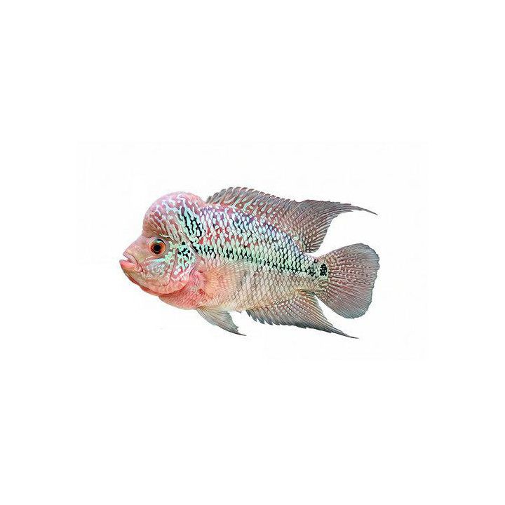 Flowerhorn sininen 8-9 cm Cichlasoma sp.