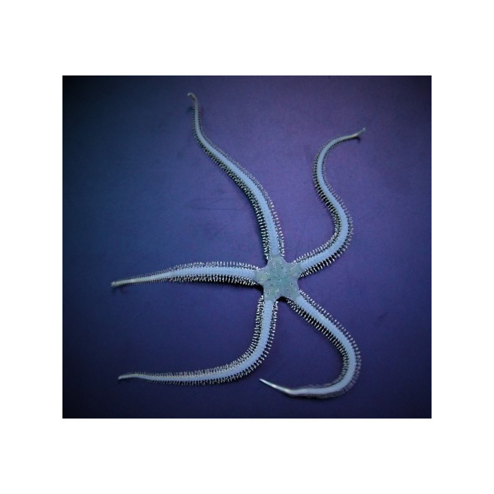 Ophiarachna incrassata - Brittle Starfish - Green