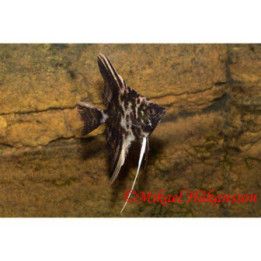 Scalare Marmor 3-4CM Pterophyllum scalare