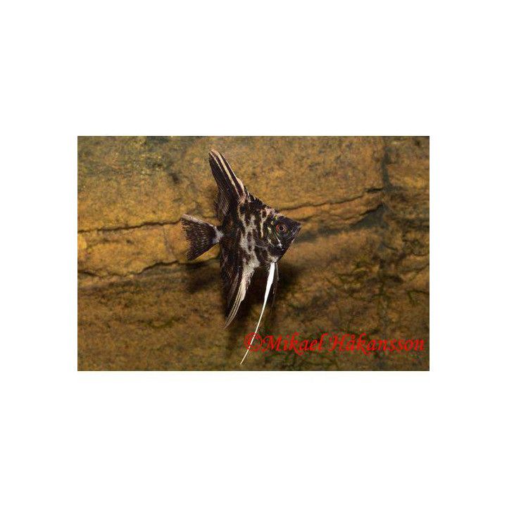 Angelfish, marmor 3-4 cm Pterophyllum scalare