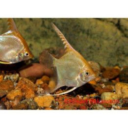 Lehtikala, kulta 4-5 cm Pterophyllum scalare