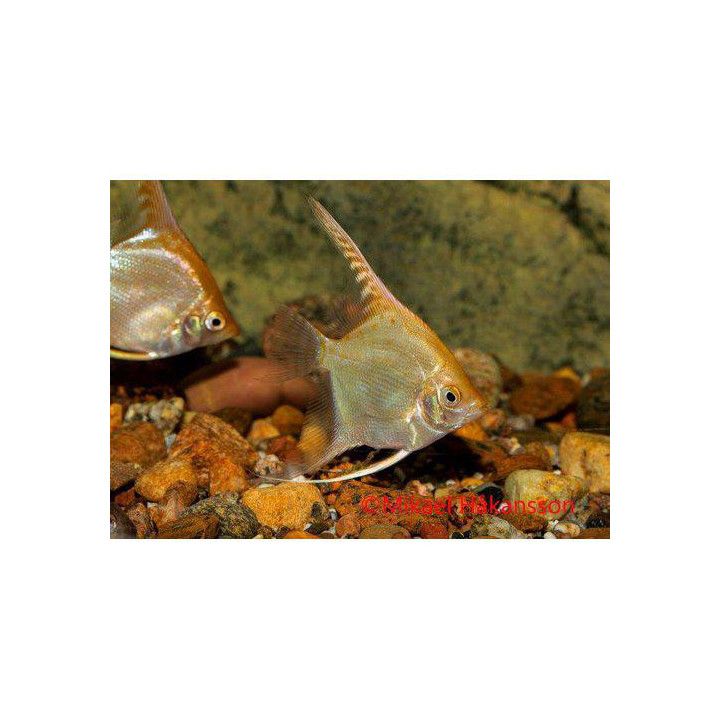 Lehtikala, kulta 4-5 cm Pterophyllum scalare