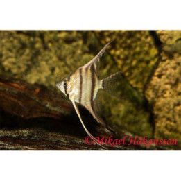 Lehtikala, Peru, luonnonvarainen 7-9 cm -