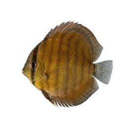 Kiekkokala cameta luonnonvarainen 12-14 cm -