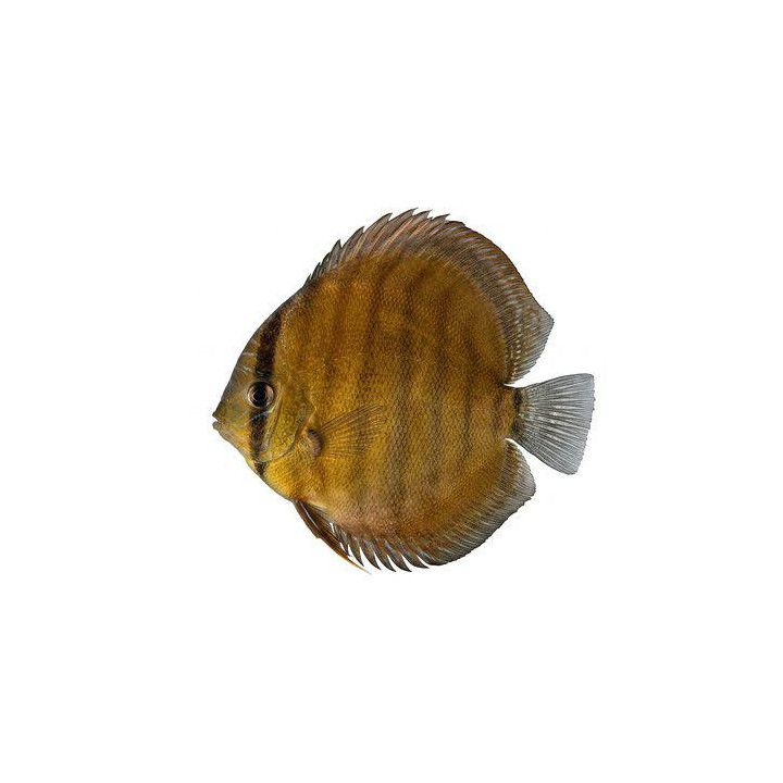 Kiekkokala cameta luonnonvarainen 12-14 cm -