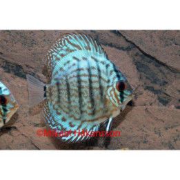 Kiekkokala "Blue Turquoise" 8-9 cm Symphysodon aequifasciatus