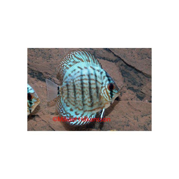 Kiekkokala "Blue Turquoise" 8-9 cm Symphysodon aequifasciatus