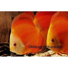 Kiekkokala red melon 8-9 cm Symphysodon aequifasciatus