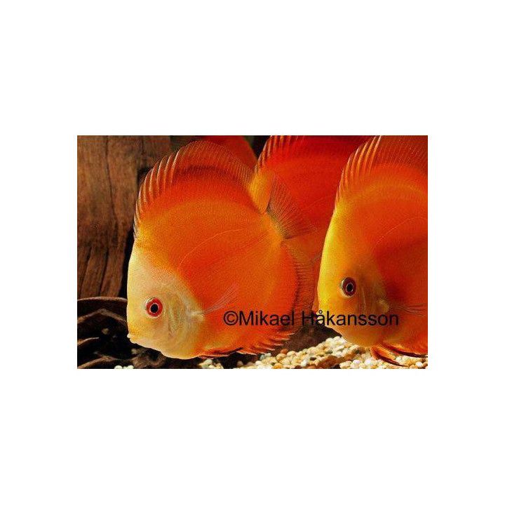 Discus Red Melon 8-9CM Symphysodon aequifasciatus