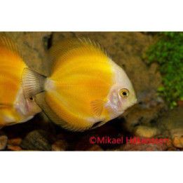 Discus Gul Melon 6-7CM Symphysodon aequifasciatus