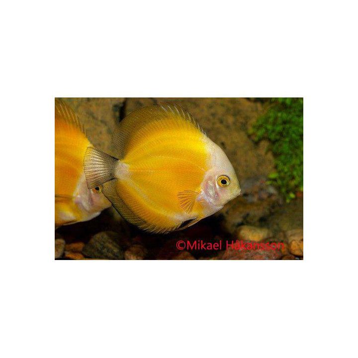 Discus keltainen melon 8-9 cm Symphysodon aequifasciatus