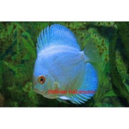 Discus blue diamond 6-7 cm Symphysodon aequifasciatus
