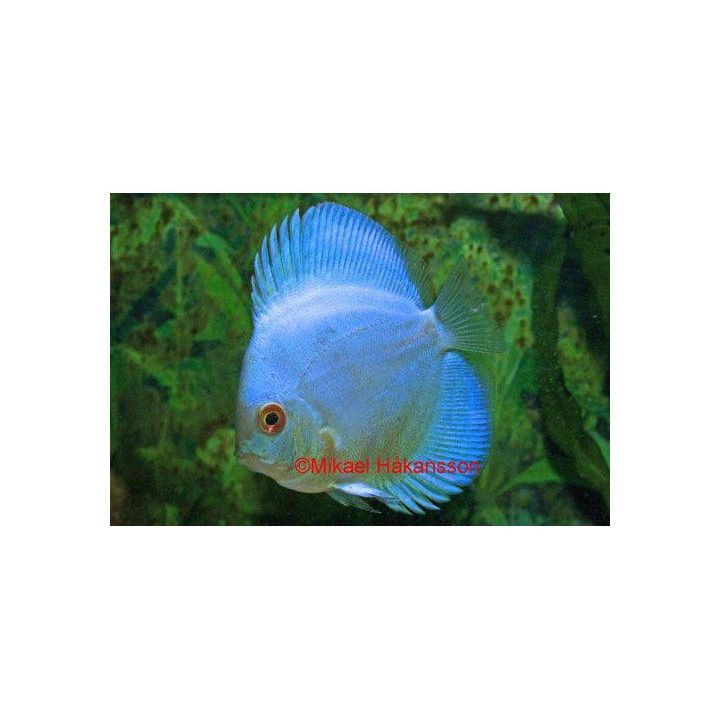 Kiekkokala blue diamond 6-7 cm Symphysodon aequifasciatus