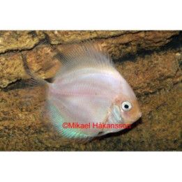 Kiekkokala white glass 8-9 cm Symphysodon aequifasciatus