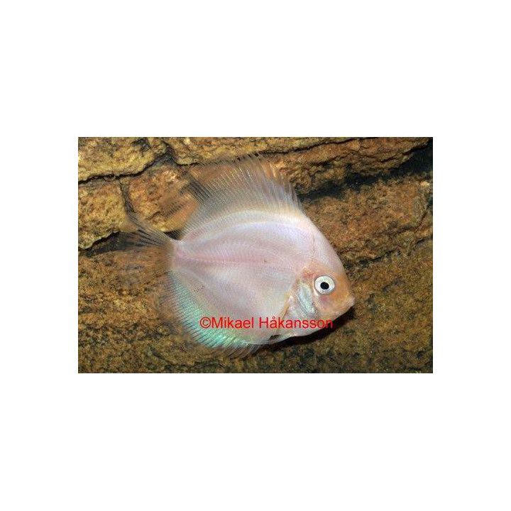 Kiekkokala white glass 8-9 cm Symphysodon aequifasciatus