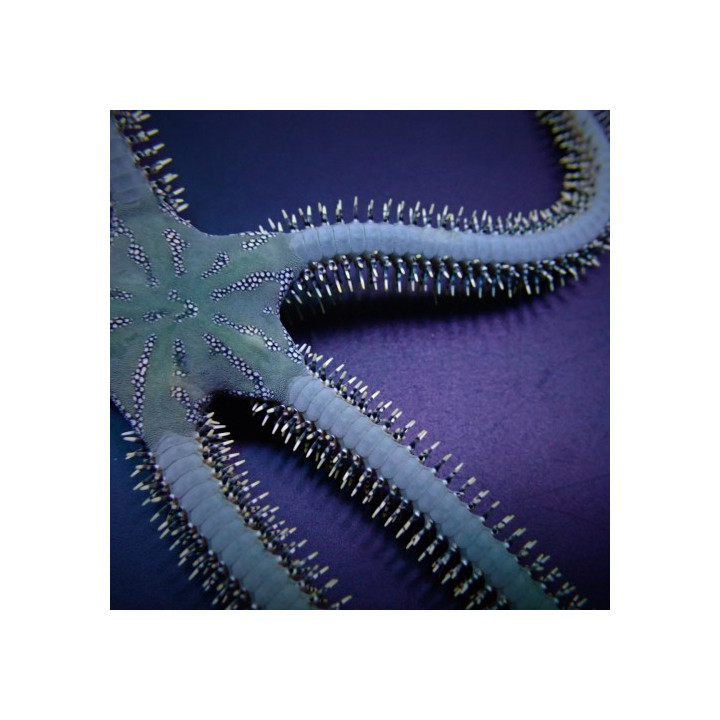 Ophiarachna incrassata - Brittle Starfish - Green