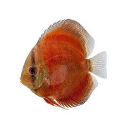 Kiekkokala red rose 8-9 cm Symphysodon aequifasciatus