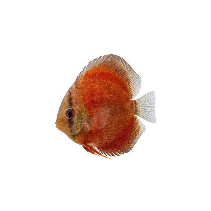 Kiekkokala red rose 8-9 cm Symphysodon aequifasciatus