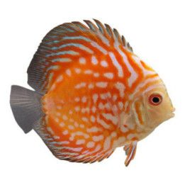 Discus Panda Pigeon röd 8-9CM Symphysodon aequifasciatus