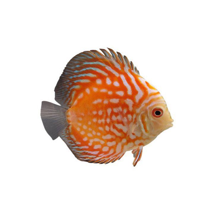 Kiekkokala "Red Panda Pigeon" 8-9 cm Symphysodon aequifasciatus